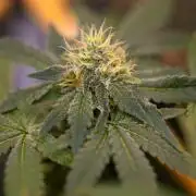 Gelato - Spliff Seeds