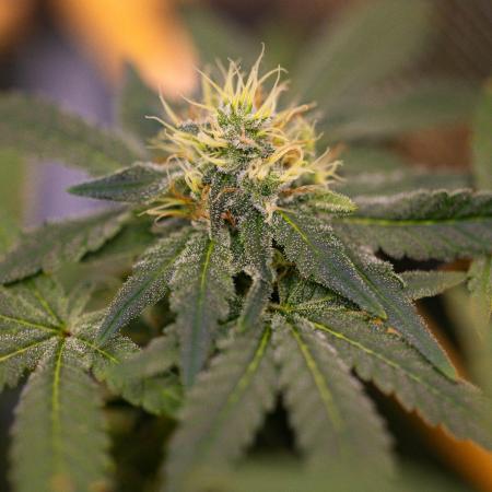 Gelato - Spliff Seeds