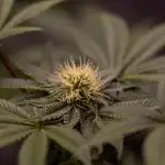 Tester 501x51 - Paradise Seeds