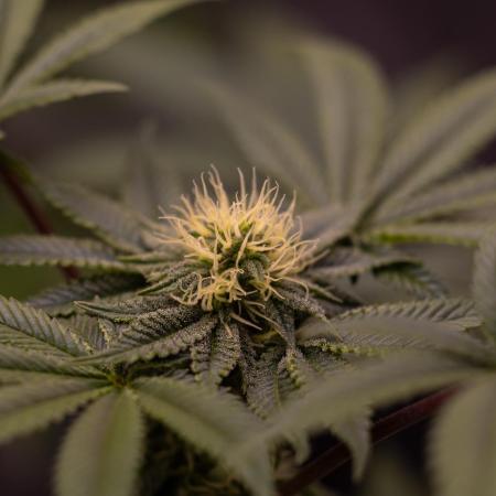 Tester 501x51 - Paradise Seeds