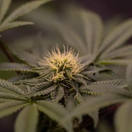 Tester 501x51 - Paradise Seeds