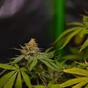 Purple Berry Kush - Spliff Seeds