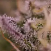Tester# 604d x 1500 - Paradise Seeds