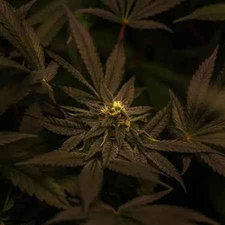 Fast Buds - Papaya Sherbert
