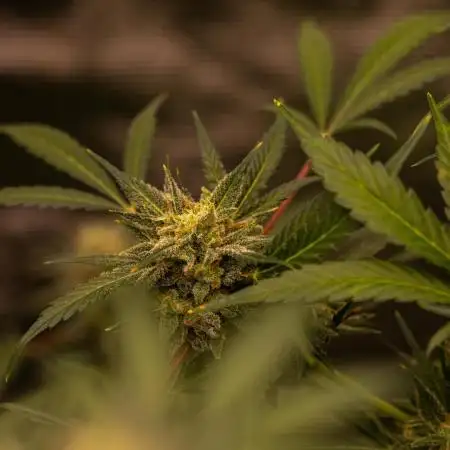 Paradise Seeds - Doppler