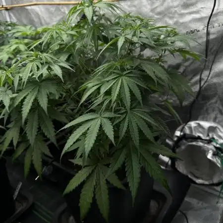 Zkittlez - Spliff Seeds