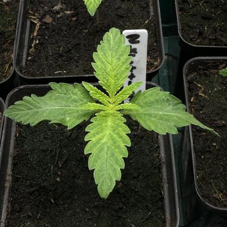 Zkittlez - Spliff Seeds