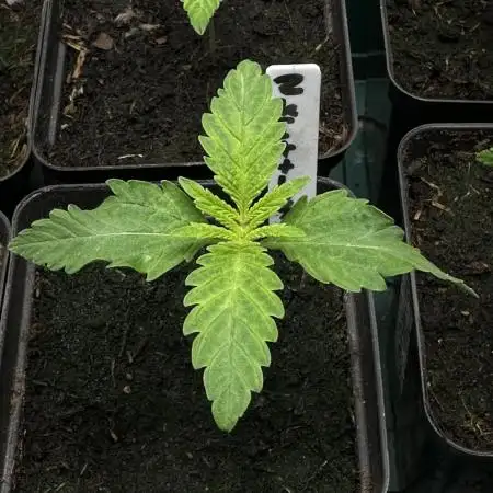 Zkittlez - Spliff Seeds