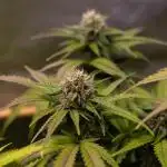 Mint Runtz Auto - Spliff Seeds