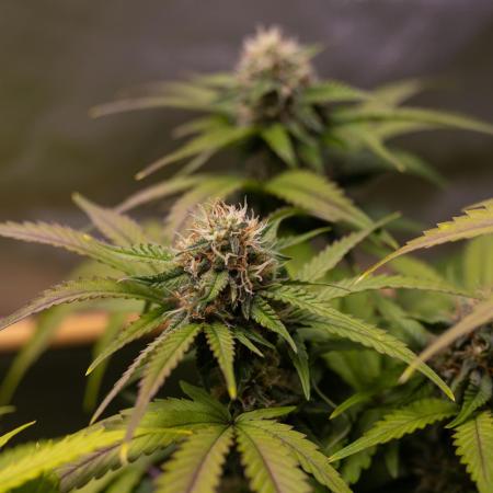 Mint Runtz Auto - Spliff Seeds