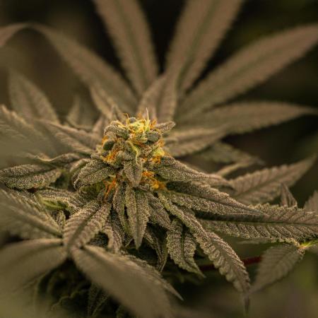 Fast Buds - Papaya Sherbert
