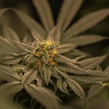 Fast Buds - Papaya Sherbert