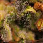 Paradise Seeds - Doppler