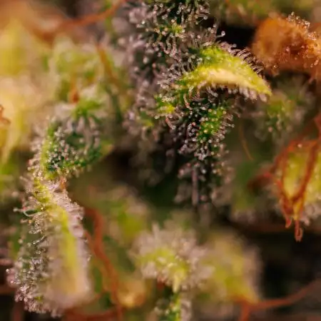 Paradise Seeds - Doppler