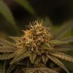 Spliff Seeds - AK