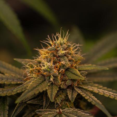 Spliff Seeds - AK
