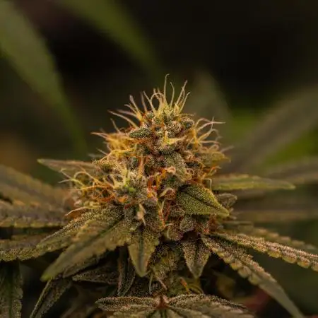 Spliff Seeds - AK