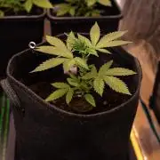 Amnesia - Paradise Seeds