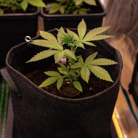 Amnesia - Paradise Seeds