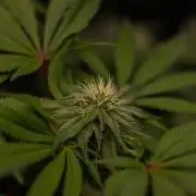 Tester# 60zB x 1500 - Paradise Seeds