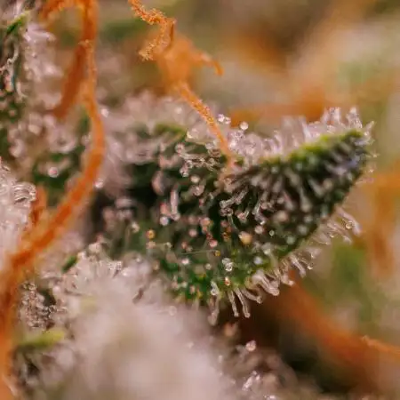 Paradise Seeds - L.A. Amnesia