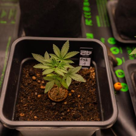 Z42 - FastBuds