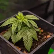 Tester# 494 x 1500 - Paradise Seeds