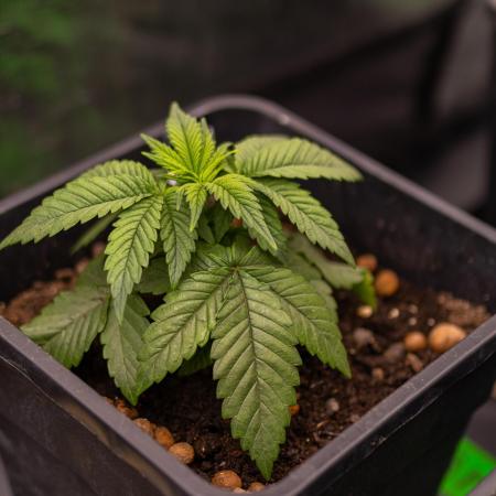 Tester# 494 x 1500 - Paradise Seeds