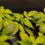 Afghani Gold - Spliff Seeds