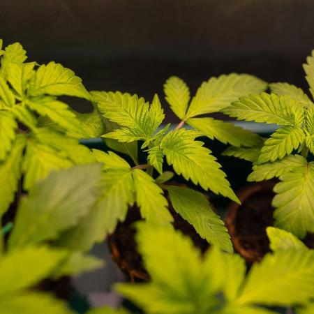 Afghani Gold - Spliff Seeds