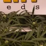 Spliff Seeds - Gelato