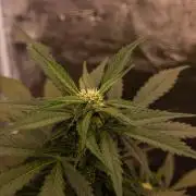 Strawberry Gorilla Auto RF3 - FastBuds