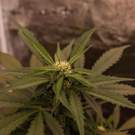 Strawberry Gorilla Auto RF3 - FastBuds