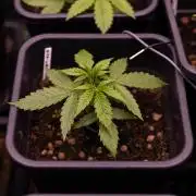 Dutch Blue Auto - Spliff Seeds