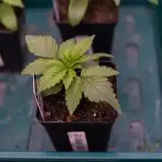 Tester# 494 x 1500 - Paradise Seeds