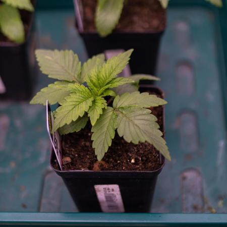 Tester# 494 x 1500 - Paradise Seeds