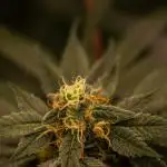 Fas Buds - Lemon Mandarin