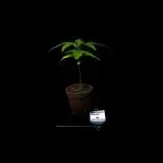 Amnesia - Paradise Seeds