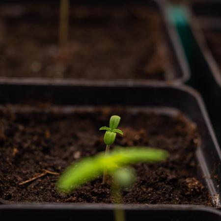 Mega Power Plant Auto - Spliff Seeds