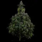 Spliff Seeds - Purple Berry Kush