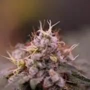 Gelato - Spliff Seeds