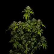 Doppler - Paradise Seeds