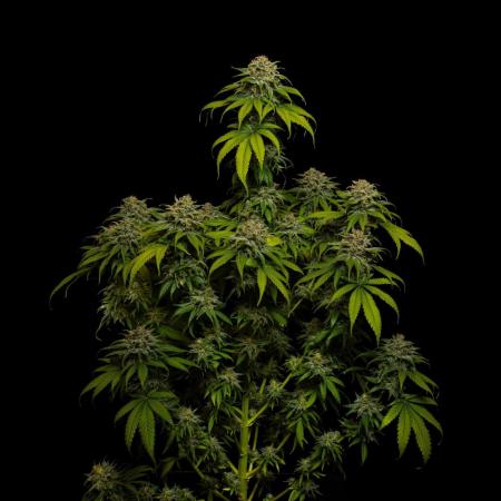 Doppler - Paradise Seeds