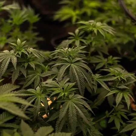 Spliff Seeds - Nevilles Haze
