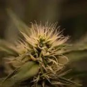 Mendo Guavo Auto