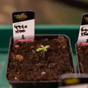 Tester# 494 x 1500 - Paradise Seeds