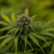 Gorilla Auto - Spliff Seeds