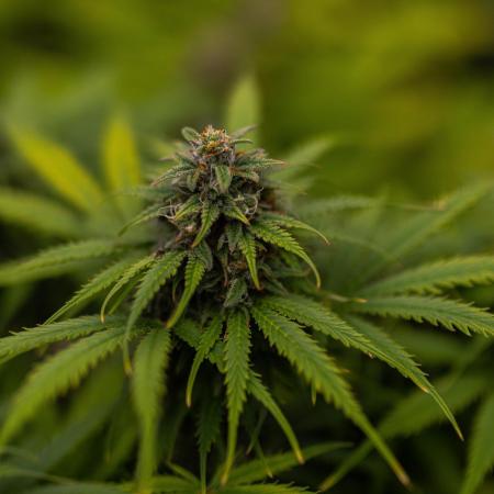 Gorilla Auto - Spliff Seeds