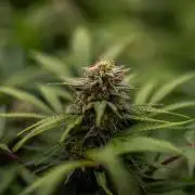 White Widow Auto - Spliff Seeds