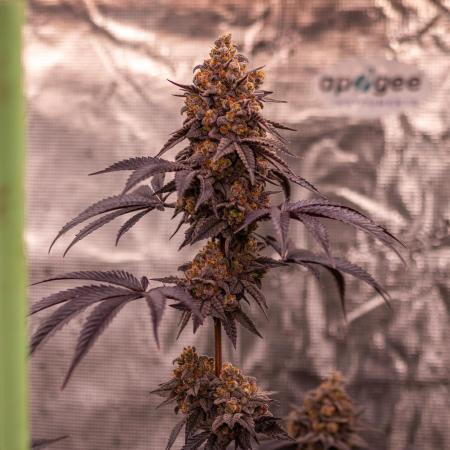 Lemon Cherry Runtz - Fast Buds